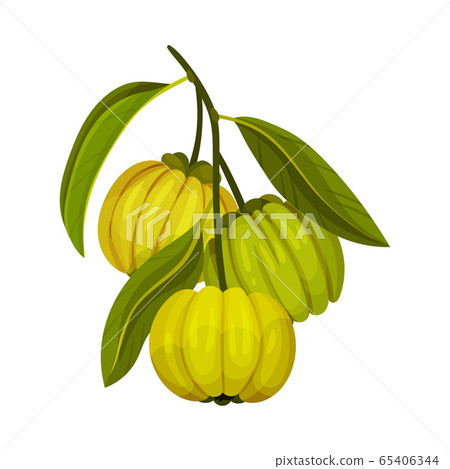 Garcinia Cambogia Fruit with Oblong Green Leaves Vector Illustration Garcinia Cambogia Fruit with Oblong Green Leaves Vector Illustration 65406344