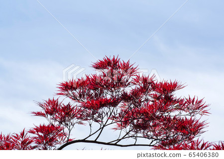 楓樹 65406380