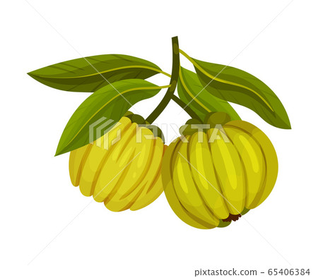 Garcinia Cambogia Fruit Looking Like Small Green Pumpkin Vector Illustration 65406384