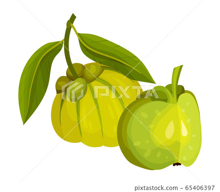 Garcinia Cambogia Fruit Looking Like Small Green Pumpkin Vector Illustration Garcinia Cambogia Fruit Looking Like Small Green Pumpkin Vector Illustration 65406397