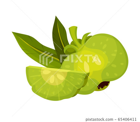 Halved Garcinia Cambogia Fruit Looking Like Small Green Pumpkin Vector Illustration Halved Garcinia Cambogia Fruit Looking Like Small Green Pumpkin Vector Illustration 65406411