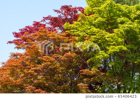 Maple tree Maple tree 65406423