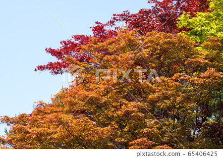 Maple tree 65406425