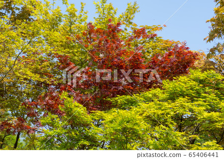 Maple tree Maple tree 65406441