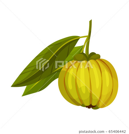Garcinia Cambogia Fruit Looking Like Small Green Pumpkin Vector Illustration Garcinia Cambogia Fruit Looking Like Small Green Pumpkin Vector Illustration 65406442