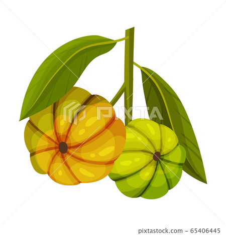 Garcinia Cambogia Fruit Looking Like Small Green Pumpkin Vector Illustration 65406445