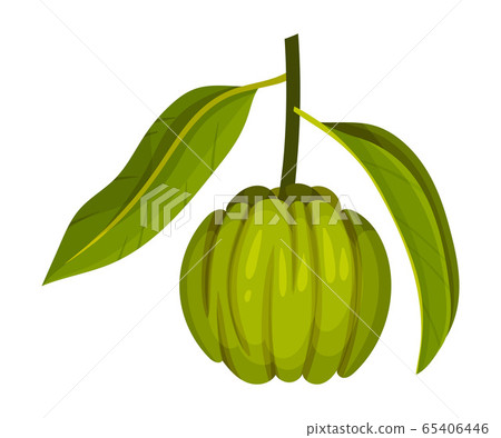 Garcinia Cambogia Fruit Looking Like Small Green Pumpkin Vector Illustration 65406446