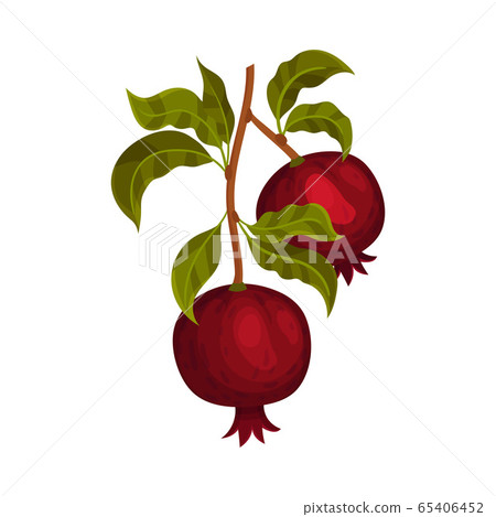 Pomegranate Branch with Mature Fruit Hanging Vector Illustration Pomegranate Branch with Mature Fruit Hanging Vector Illustration 65406452