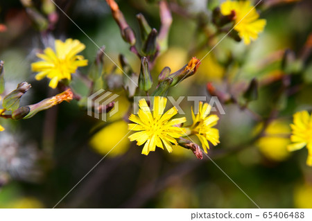 Nogenti花 65406488