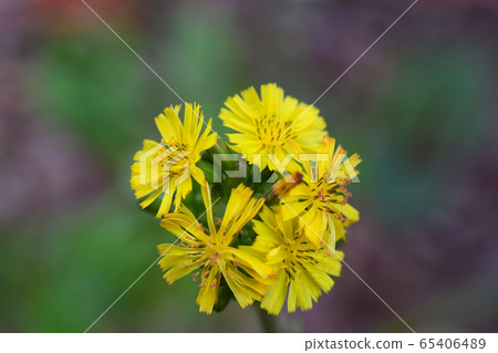 Nogenti花 65406489