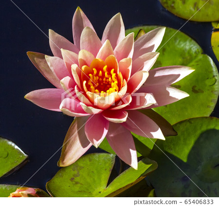 The beautiful water lilies. 65406833