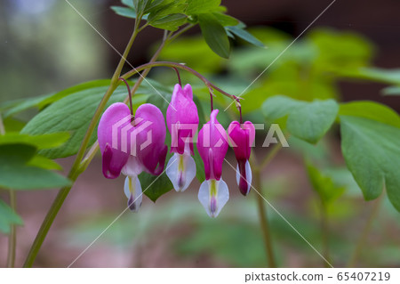 心臟出血 65407219