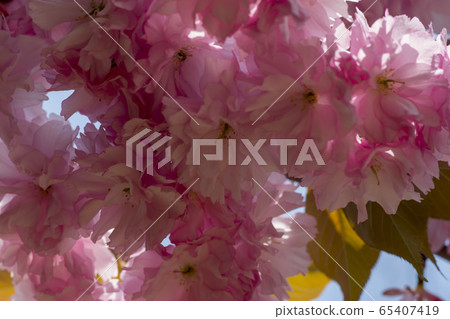 雙櫻桃樹 65407419