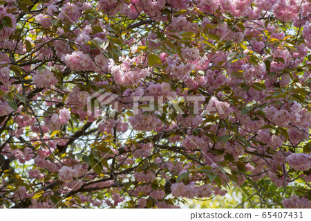 雙櫻桃樹 65407431