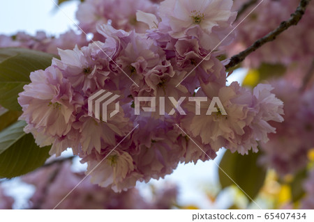 雙櫻桃樹 65407434