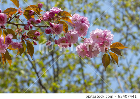 雙櫻桃樹 65407441