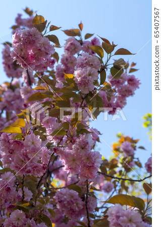 雙櫻桃樹 65407567