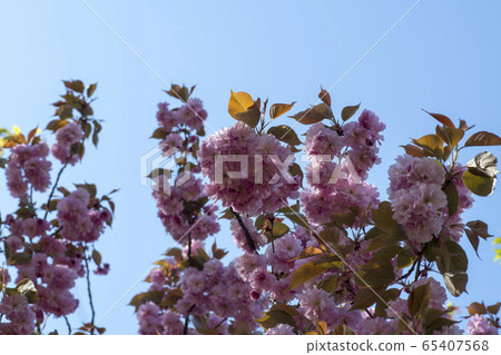 雙櫻桃樹 65407568