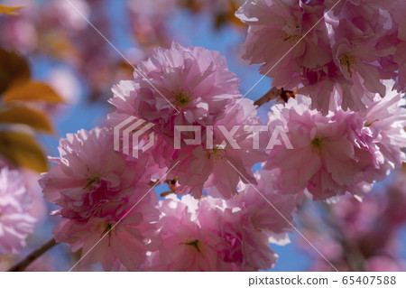 雙櫻桃樹 65407588