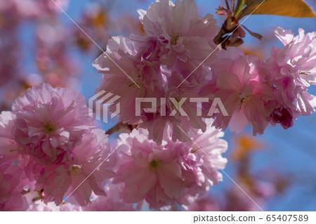 雙櫻桃樹 65407589