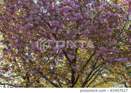 雙櫻桃樹 65407617