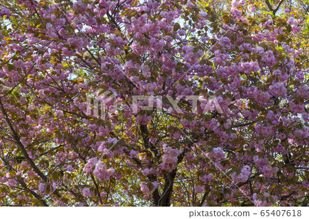 雙櫻桃樹 65407618