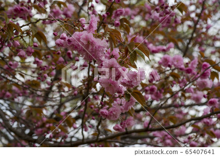 雙櫻桃樹 65407641