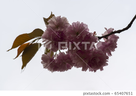 雙櫻桃樹 65407651