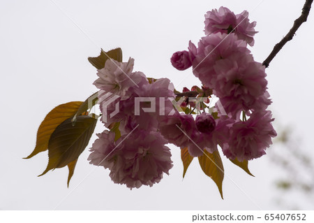 雙櫻桃樹 65407652