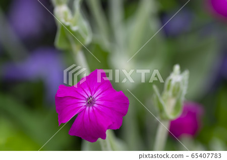 Syrene Coronaria水仙石竹科 65407783