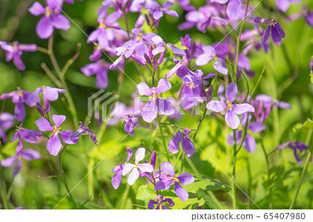 Japanese radish (also known as “Oaraseitou”), “Shokkasai”, or “Hana daikon (flower) Japanese radish (also known as “Oaraseitou”), “Shokkasai”, or “Hana daikon (flower) 65407980