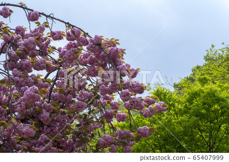 雙櫻桃樹 65407999