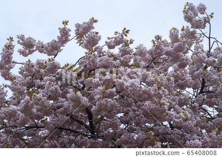 雙櫻桃樹 65408008