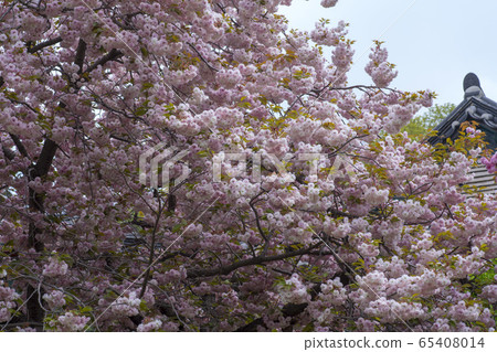 雙櫻桃樹 65408014