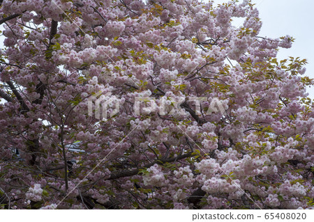 雙櫻桃樹 65408020