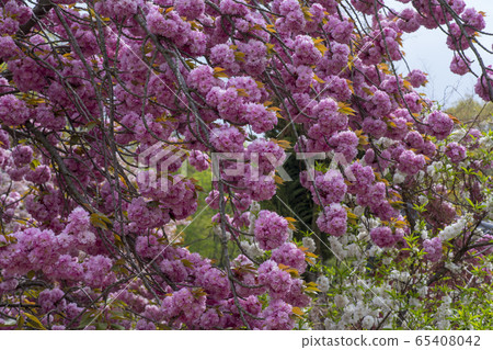 雙櫻桃樹 65408042