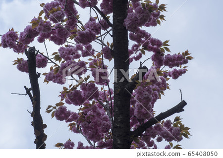 雙櫻桃樹 65408050