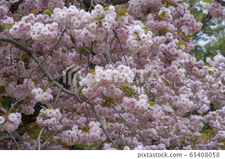 雙櫻桃樹 65408058