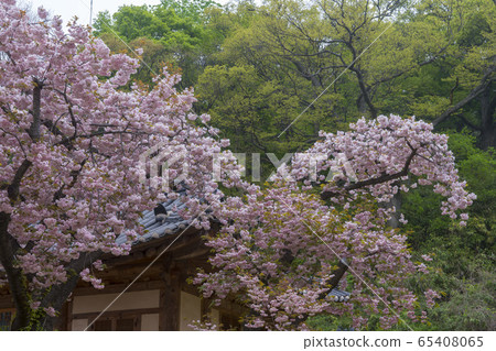 雙櫻桃樹 65408065