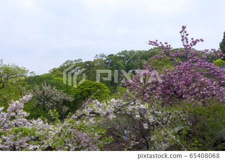 雙櫻桃樹 65408068