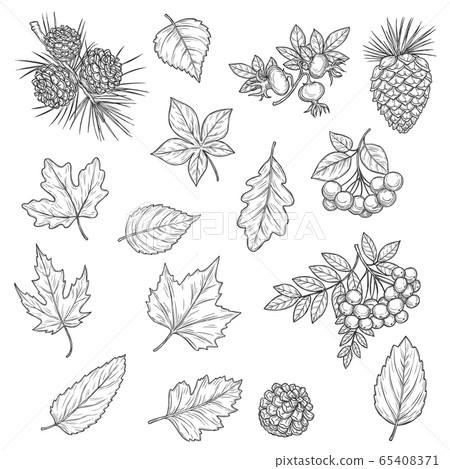 Autumn leaf of maple and oak, fall acorn and rowan 65408371