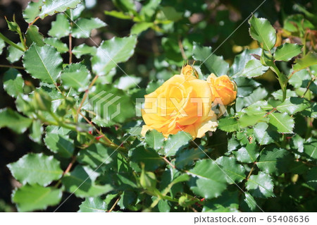 Rose flower gold bunny 65408636