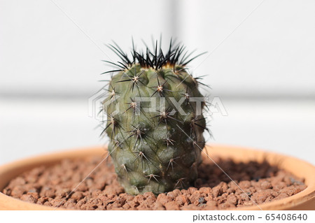 Cactus Calderana Emperor Dragon Copiapoa 65408640