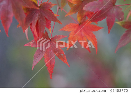 楓葉色紅色 楓葉色紅色 65408770