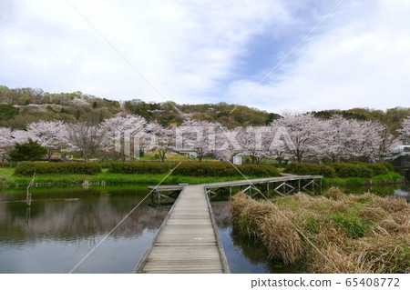 神奈川縣足樂rak上區中井町嚴島濕地公園 神奈川縣足樂rak上區中井町嚴島濕地公園 65408772