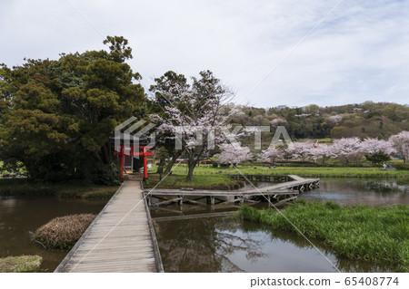 神奈川縣足樂rak上區中井町嚴島濕地公園 神奈川縣足樂rak上區中井町嚴島濕地公園 65408774