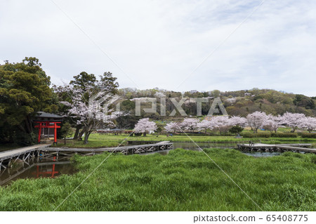 神奈川縣足樂rak上區中井町嚴島濕地公園 神奈川縣足樂rak上區中井町嚴島濕地公園 65408775