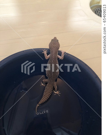 Western African Lizard Leopa Reptile Aojita 65409013