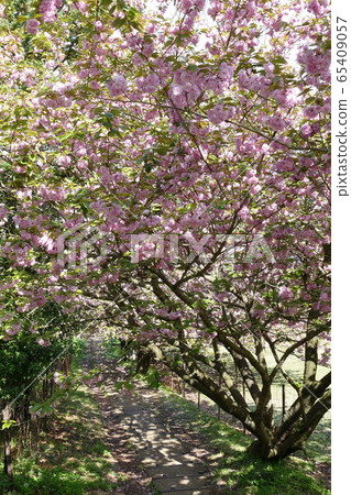 雙櫻花 雙櫻花 65409057