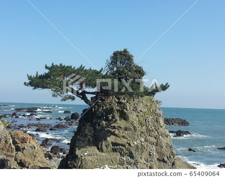A pine tree on the beach A pine tree on the beach 65409064